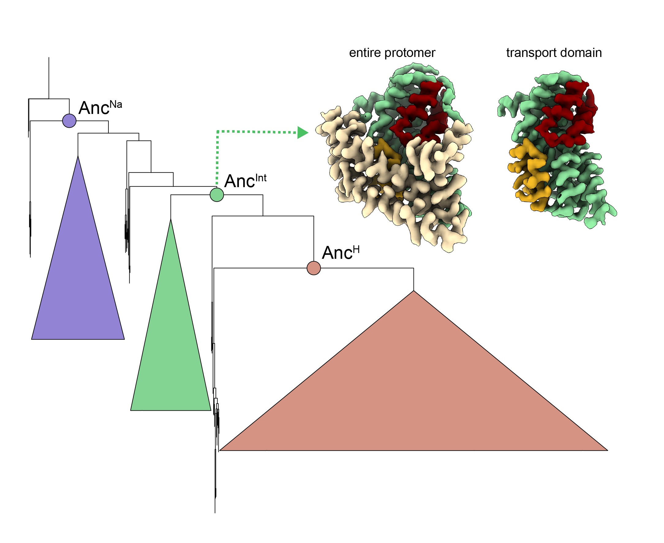 Reconstructing the evolution of diverse transporter functions